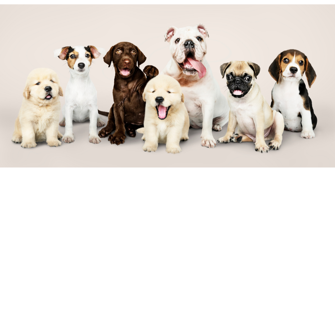 Las mejores 9 razas de perritos para nuestros peques